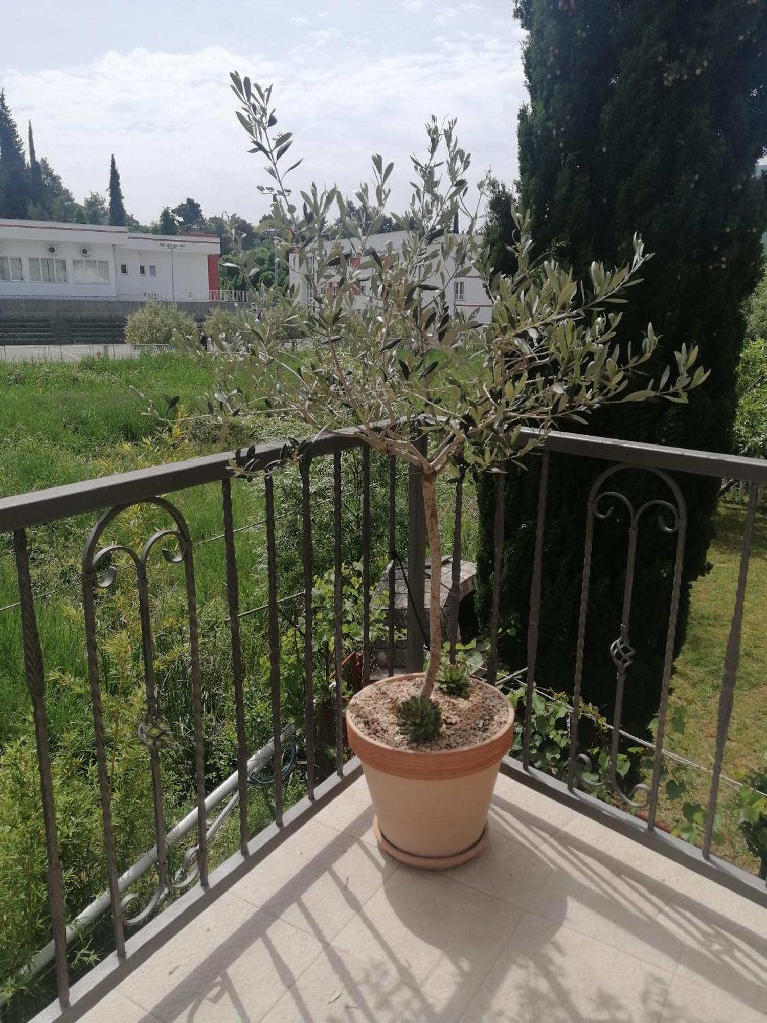 Apartmani Sport Igalo Herceg Novi Rum bild